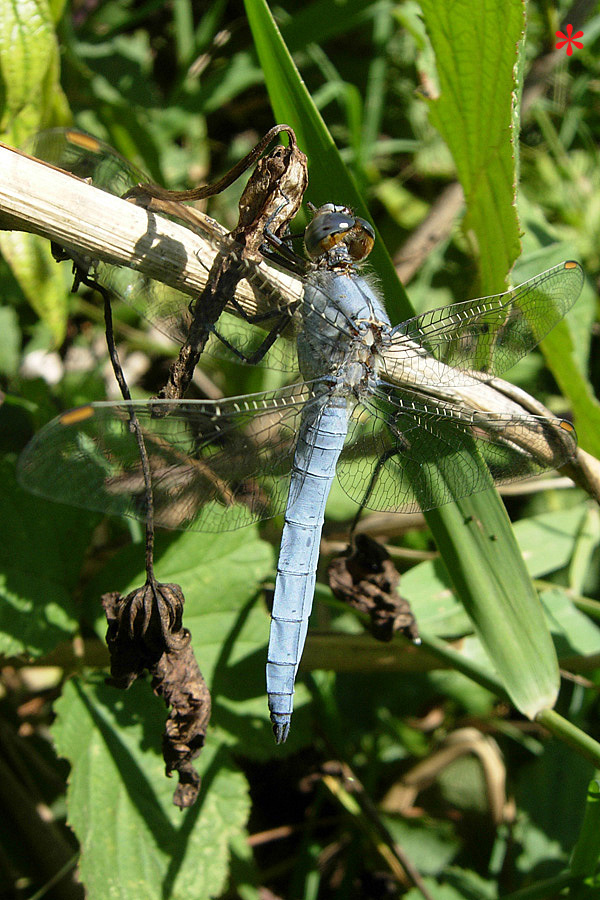 Tre Libelluidae